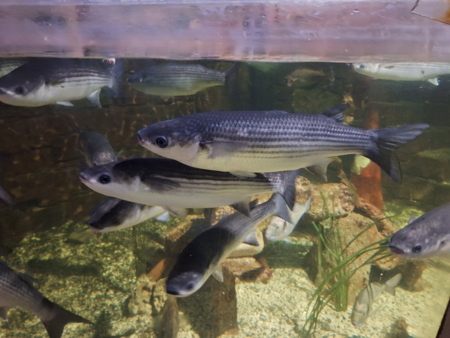 Thick-lipped Grey Mullets