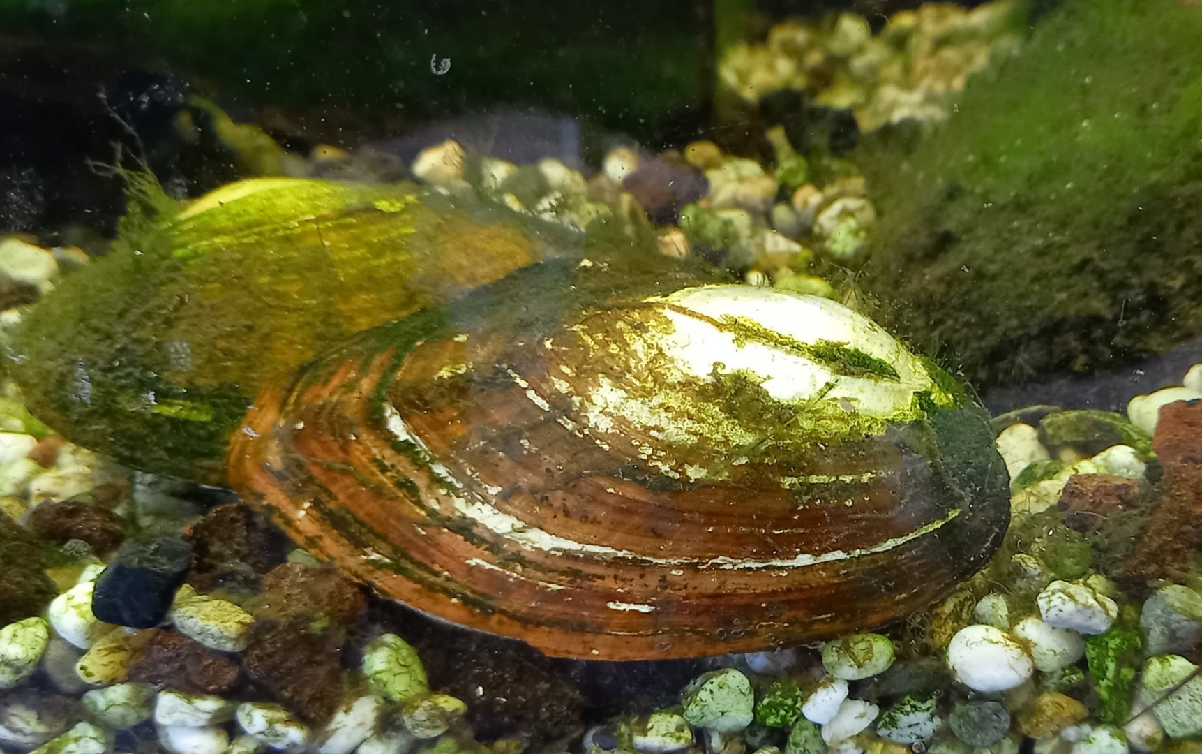 Thick-shelled river mussel