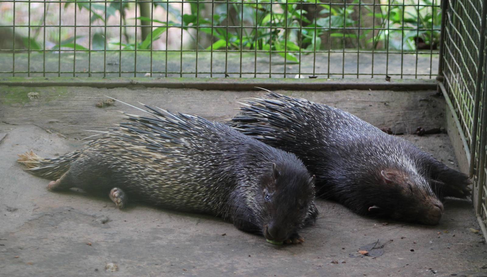 Thick-spined Porcupines (Thecurus crassispinis)