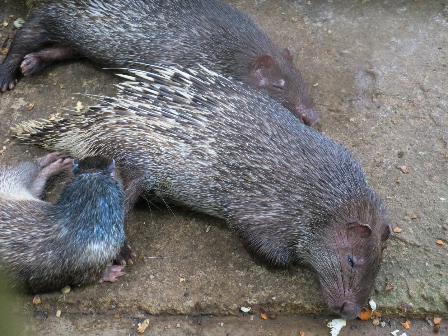 Thick-spined Porcupines