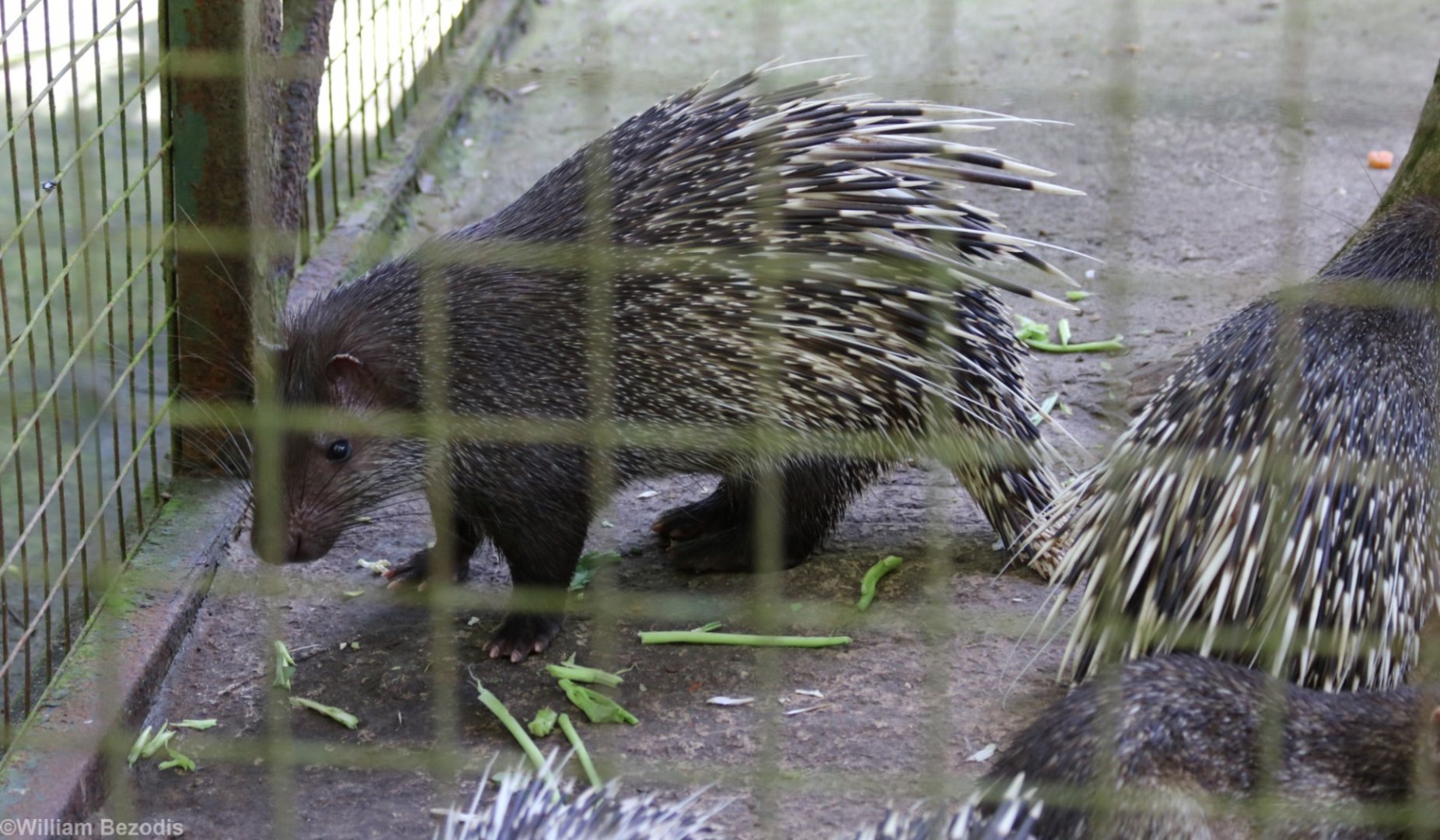 Thick-spined Porcupines