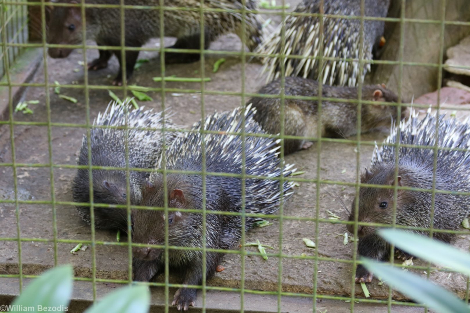 Thick-spined Porcupines