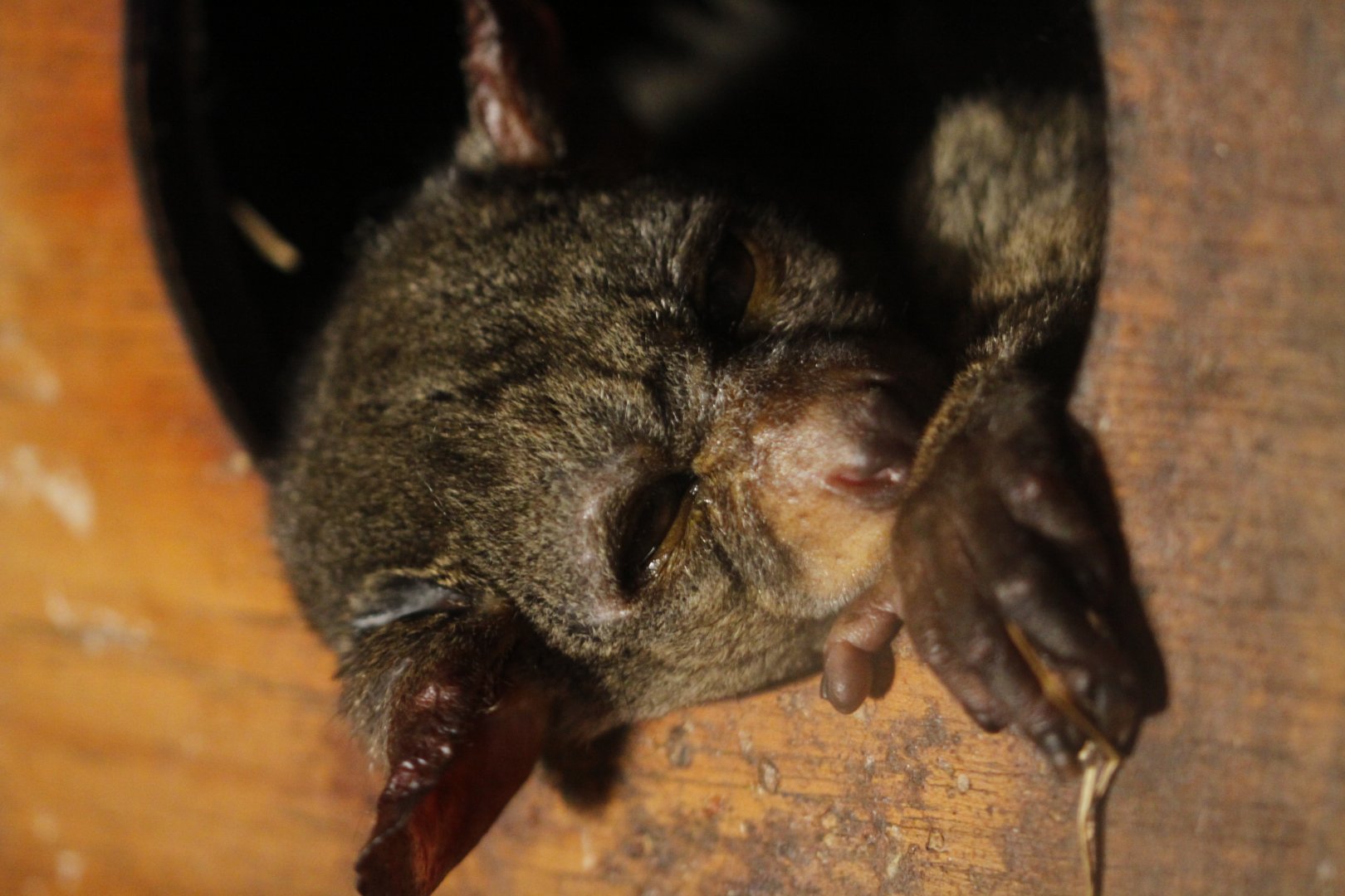 Thick-tailed bushbaby (Otolemur crassicaudatus)