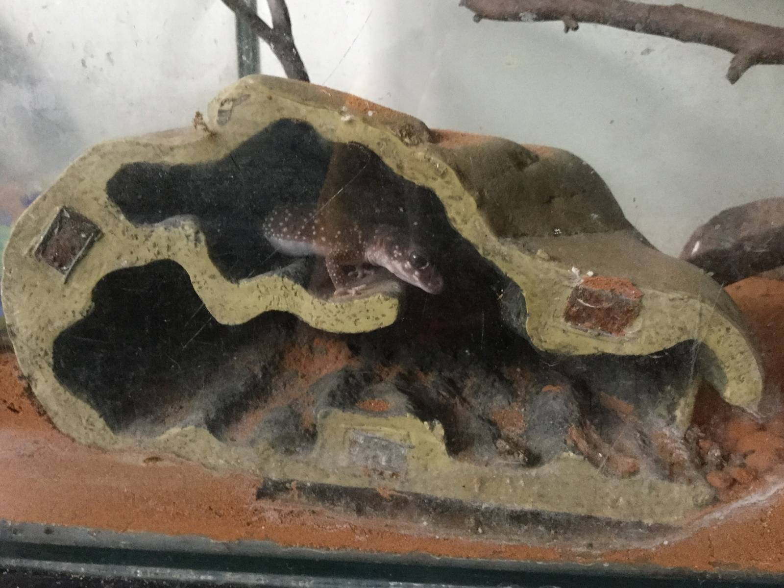 Thick tailed gecko (underwoodisaurus milli)