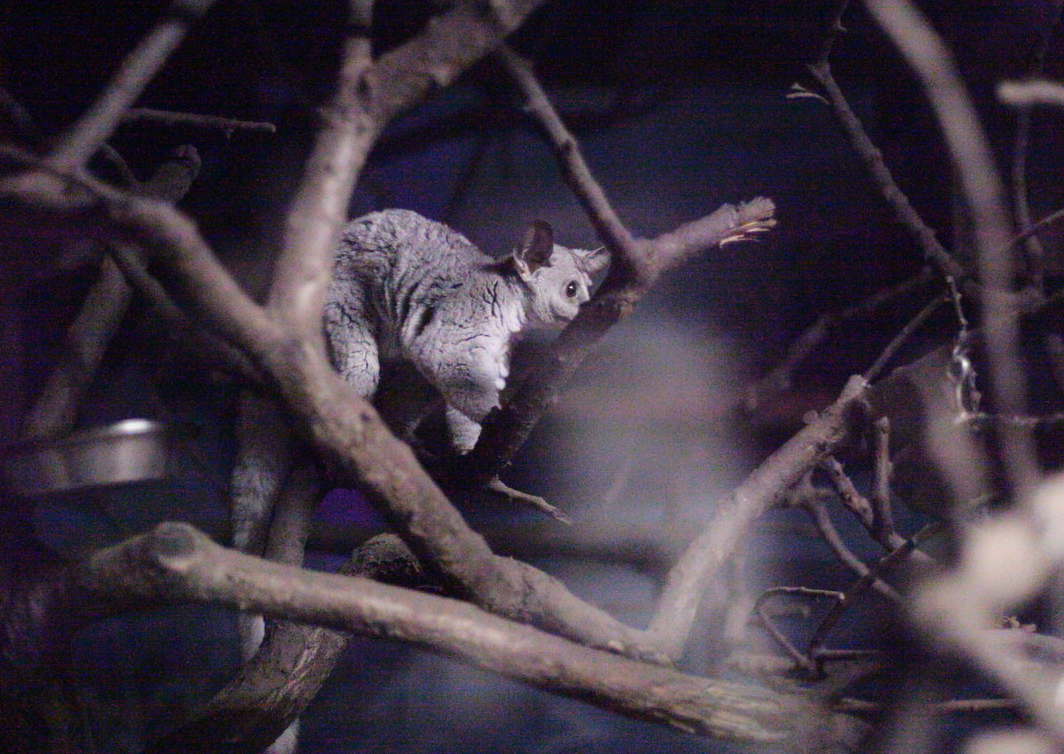 Thick-tailed greater galago (Otolemur crassicaudatus)