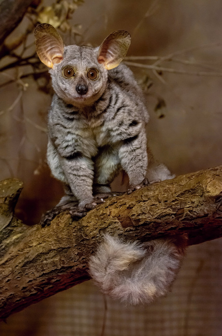 Thick-tailed greater galago (Otolemur crassicaudatus)