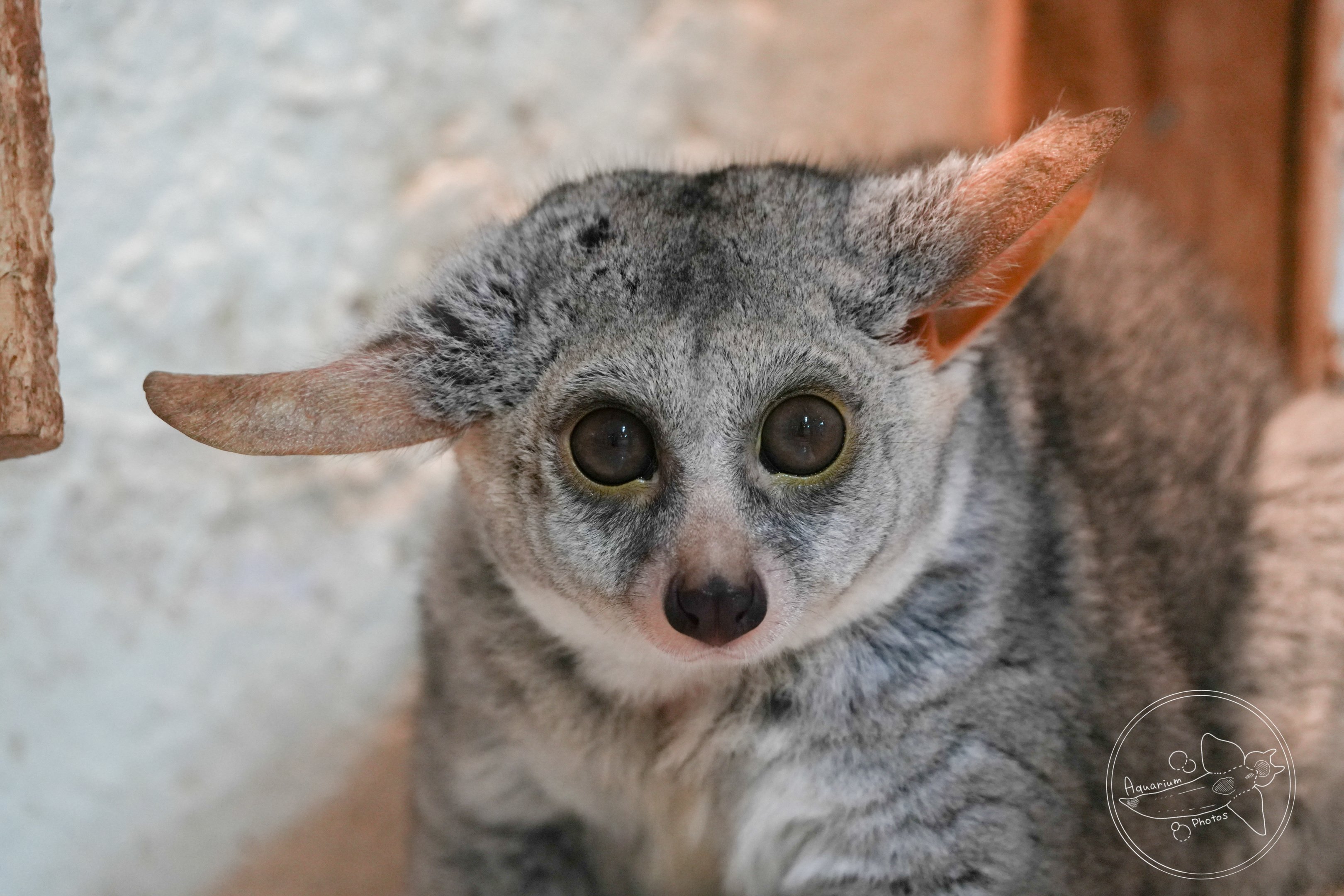 Thick-tailed greater galago (Otolemur crassicaudatus)