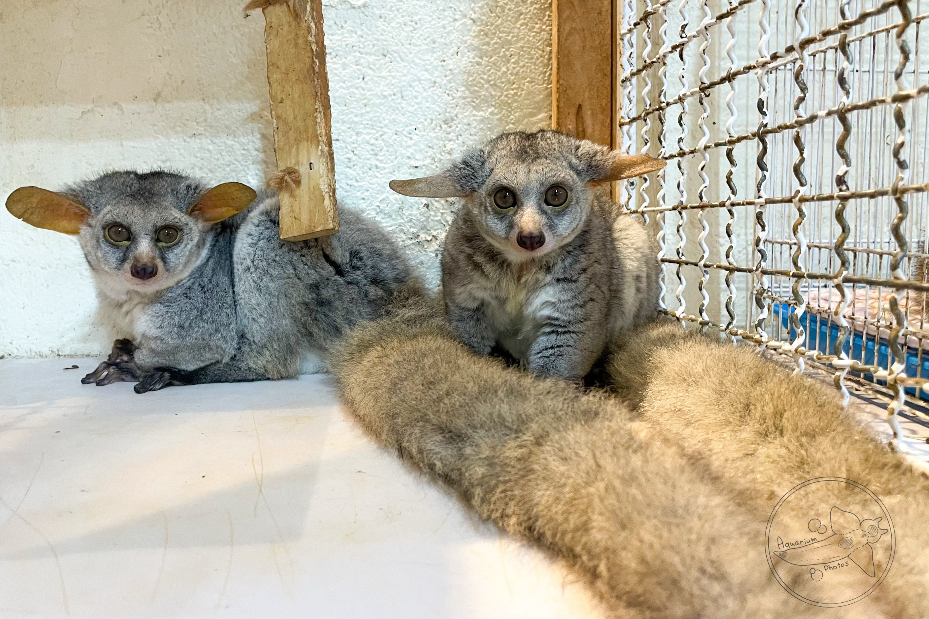 Thick-tailed greater galago (Otolemur crassicaudatus)