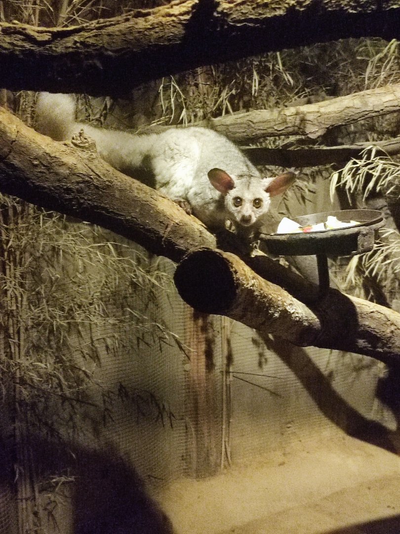 Thick-tailed greater galago