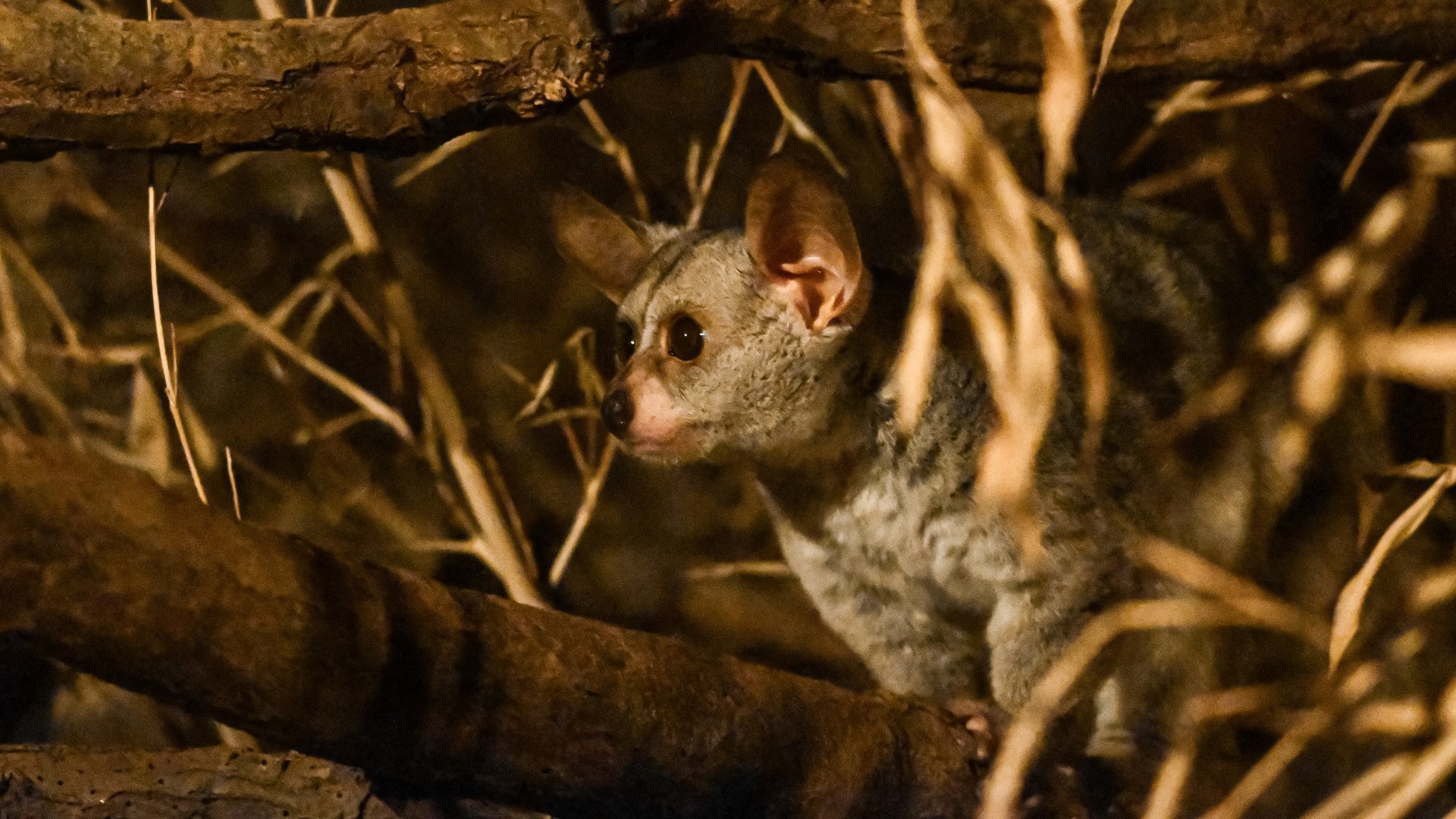Thick-tailed greater galago