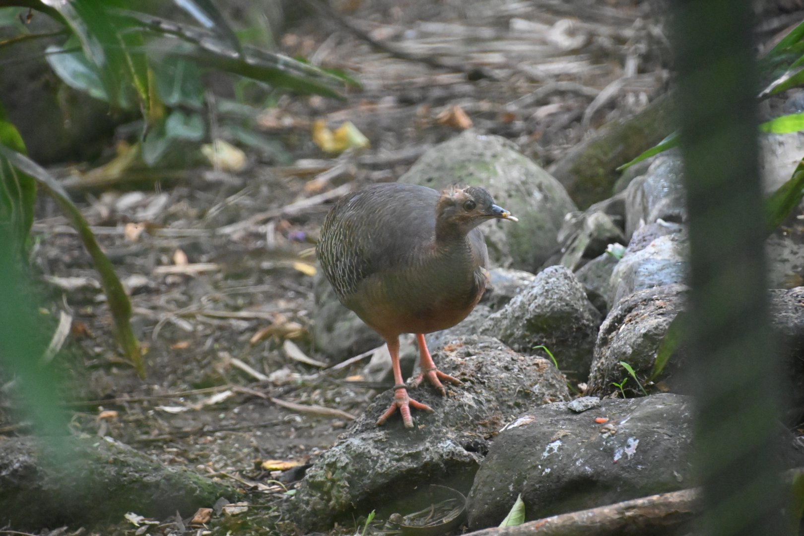 Thicket tinamou (Crypturellus cinnamomeus)