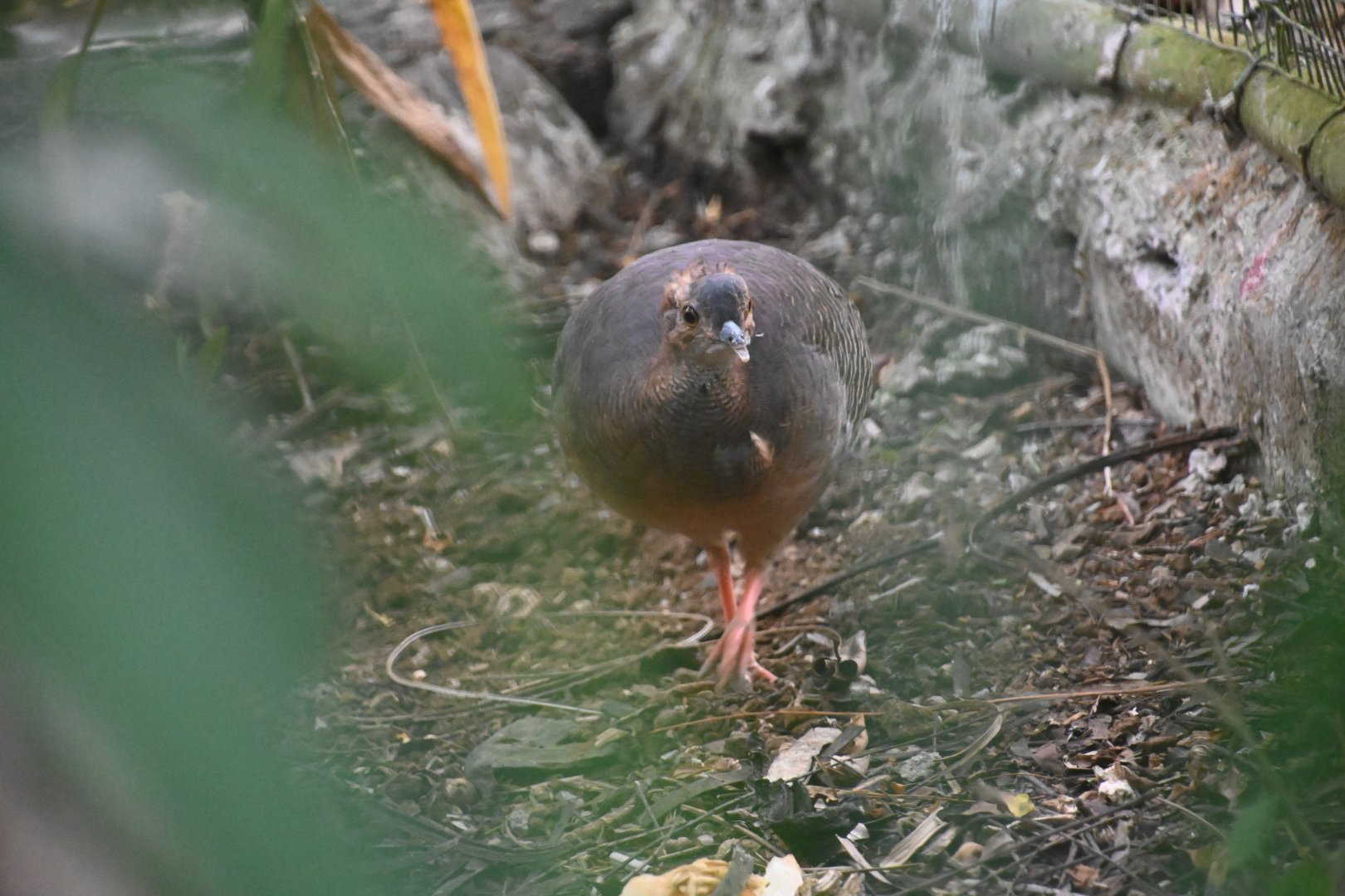 Thicket tinamou (Crypturellus cinnamomeus)