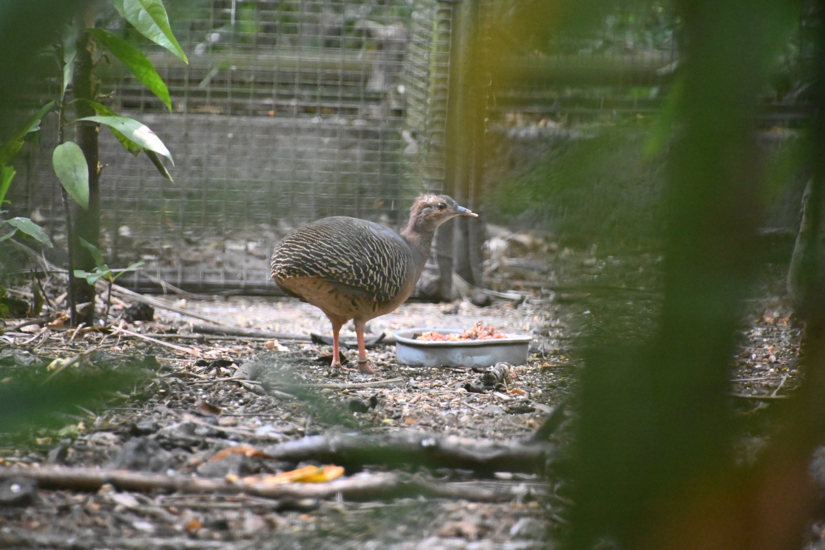 Thicket tinamou (Crypturellus cinnamomeus)