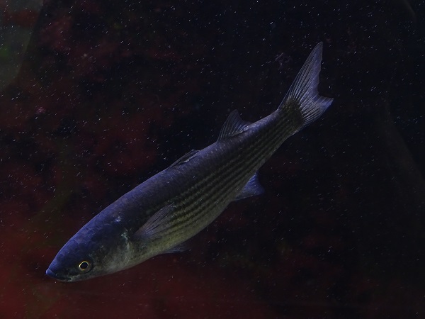 Thicklip grey mullet (Chelon labrosus) (07/22)