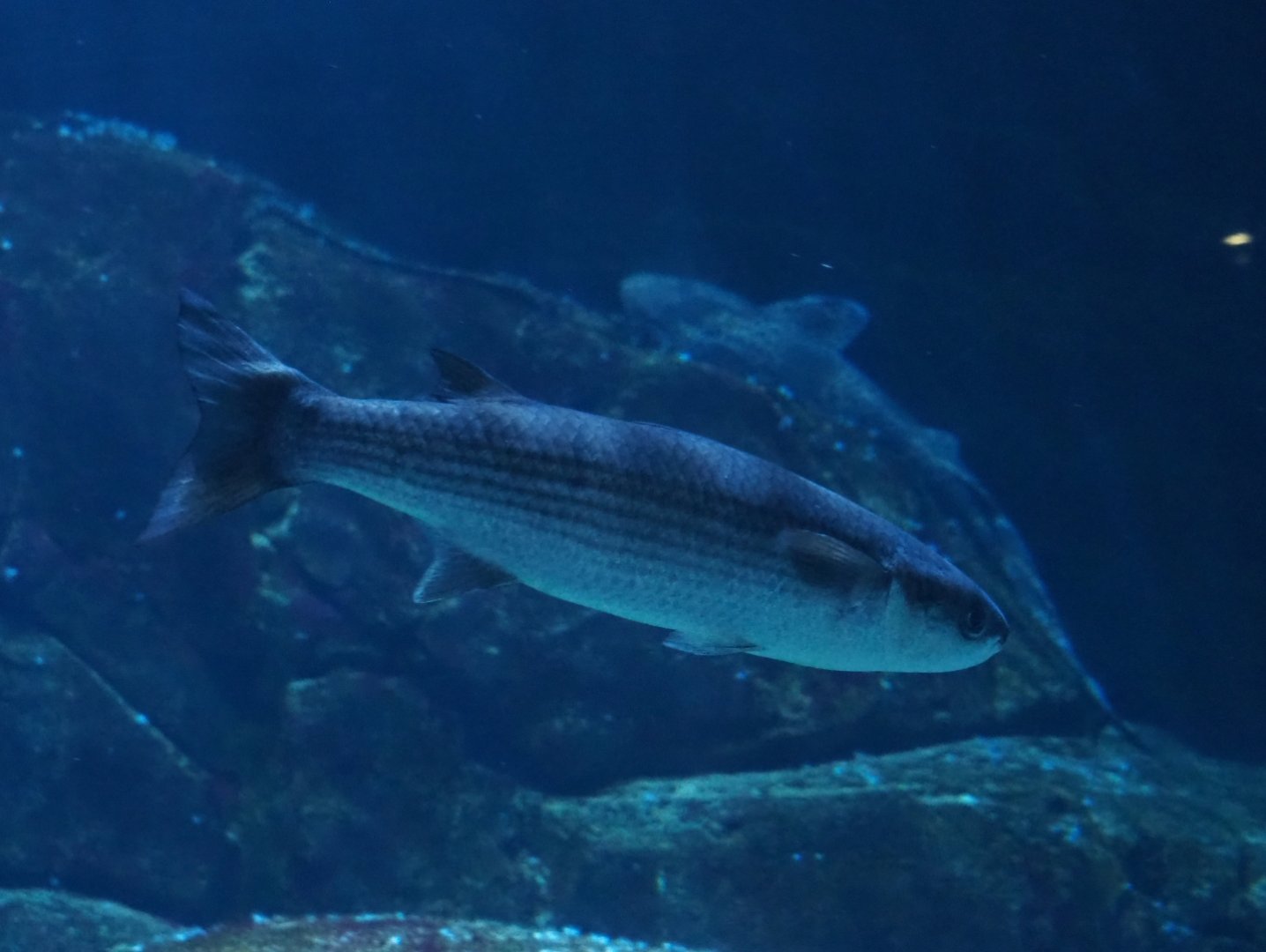 Thicklip grey mullet (Chelon labrosus), Nov 10th, 2018