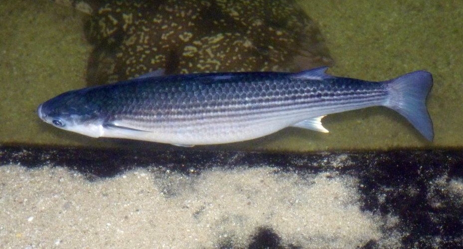Thicklip grey mullet (Chelon labrosus)
