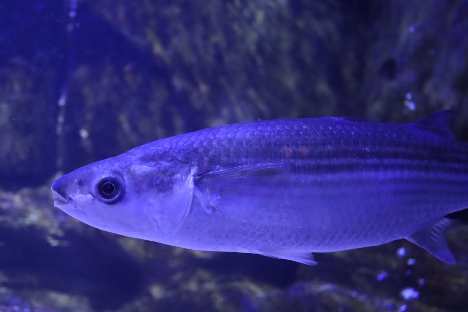 Thicklip Grey Mullet (Chelon labrosus)