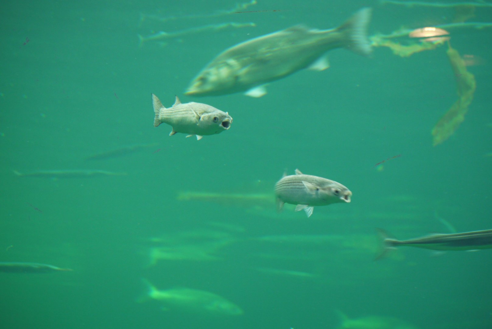 Thicklip Grey Mullet