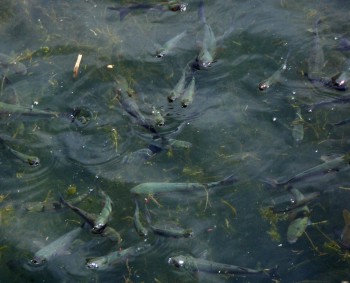 Thicklip Grey Mullets (Chelon labrosus)