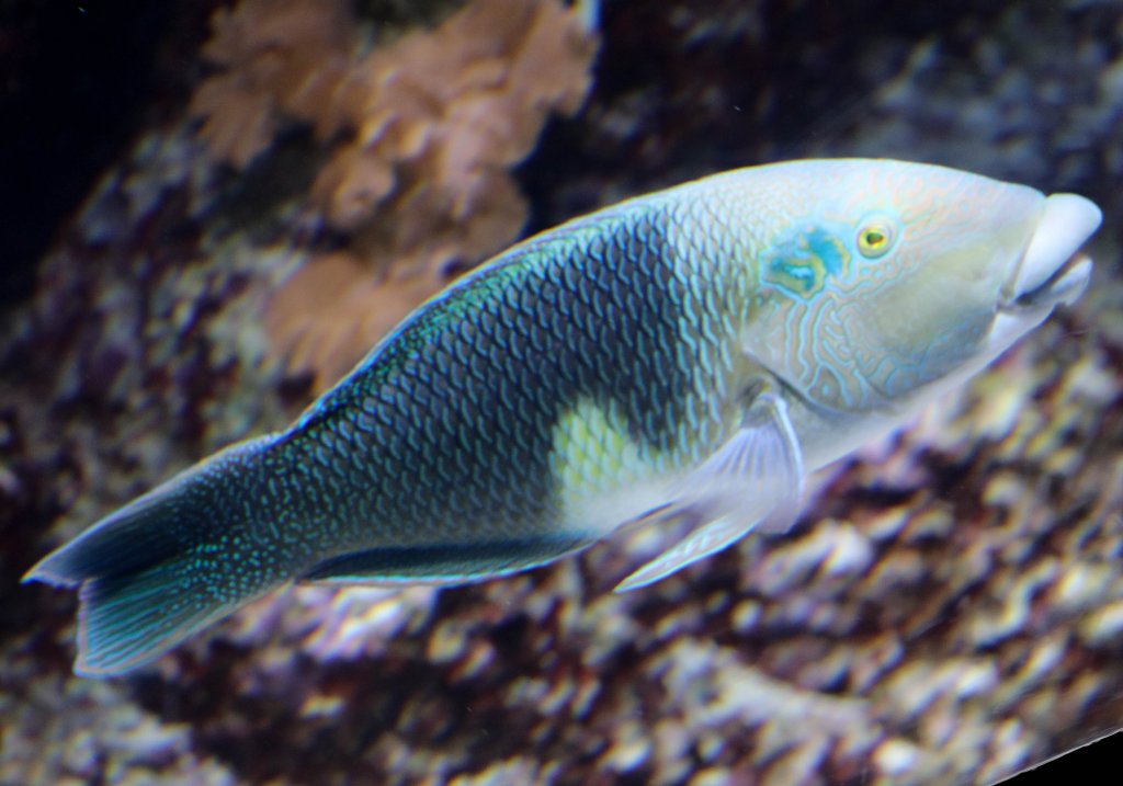 Thicklip Wrasse