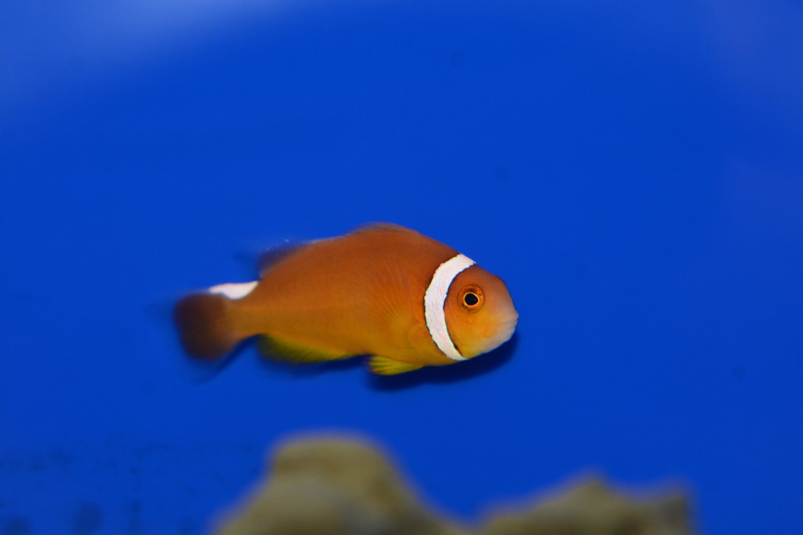 Thielle's anemonefish (Amphiprion thiellei)