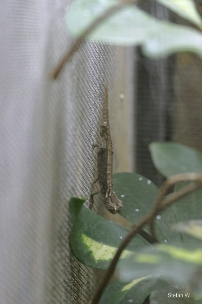 Thiel's pygmy chameleon (Brookesia thieli)