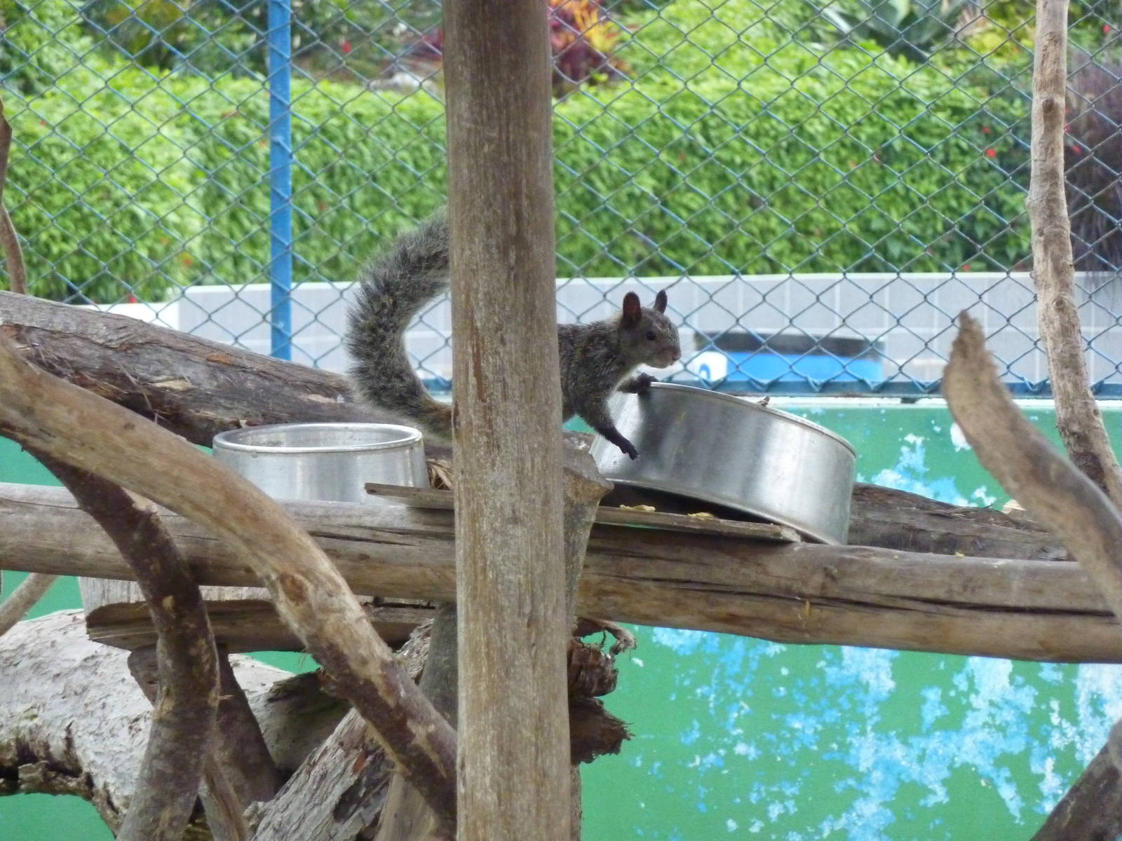 Thieving Guayaquil Squirrel