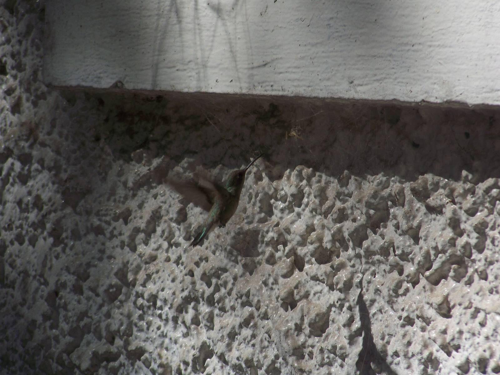 Thieving Hummingbird