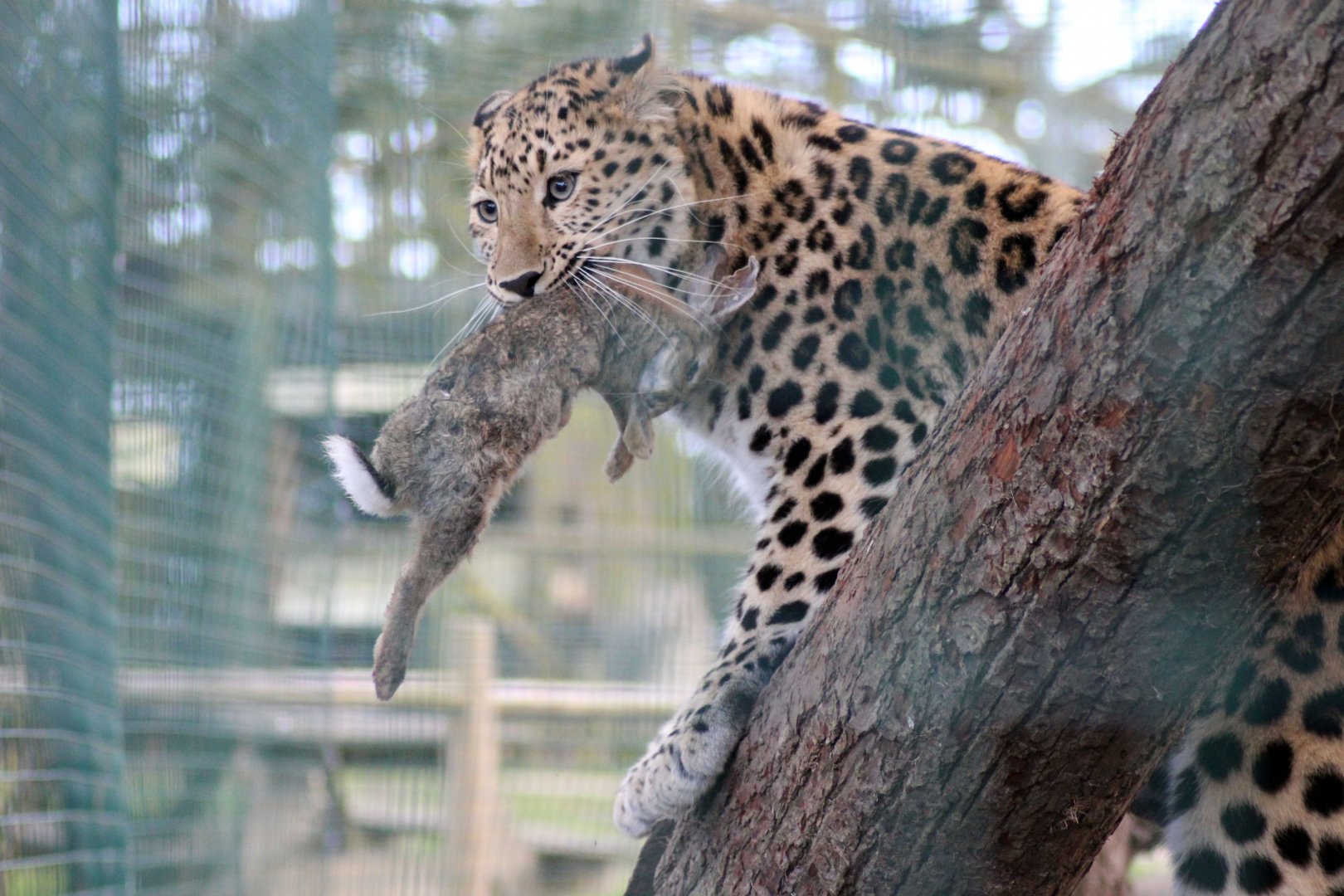 Things didn't end well for Buggs. That's All Folks !