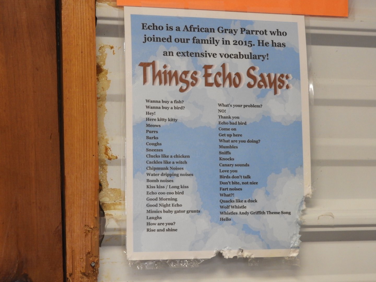 Things Echo Can Say