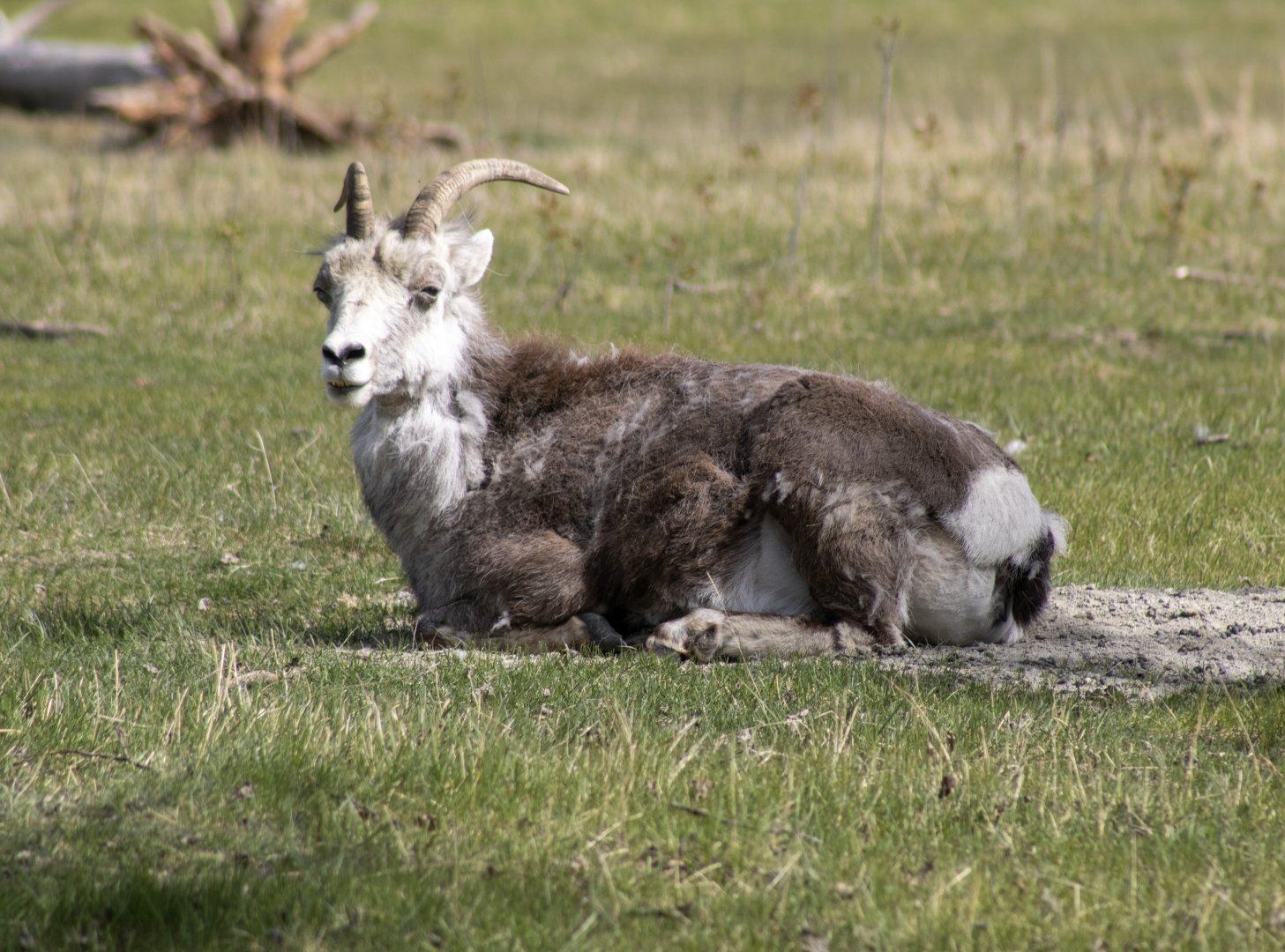 Thinhorn Sheep