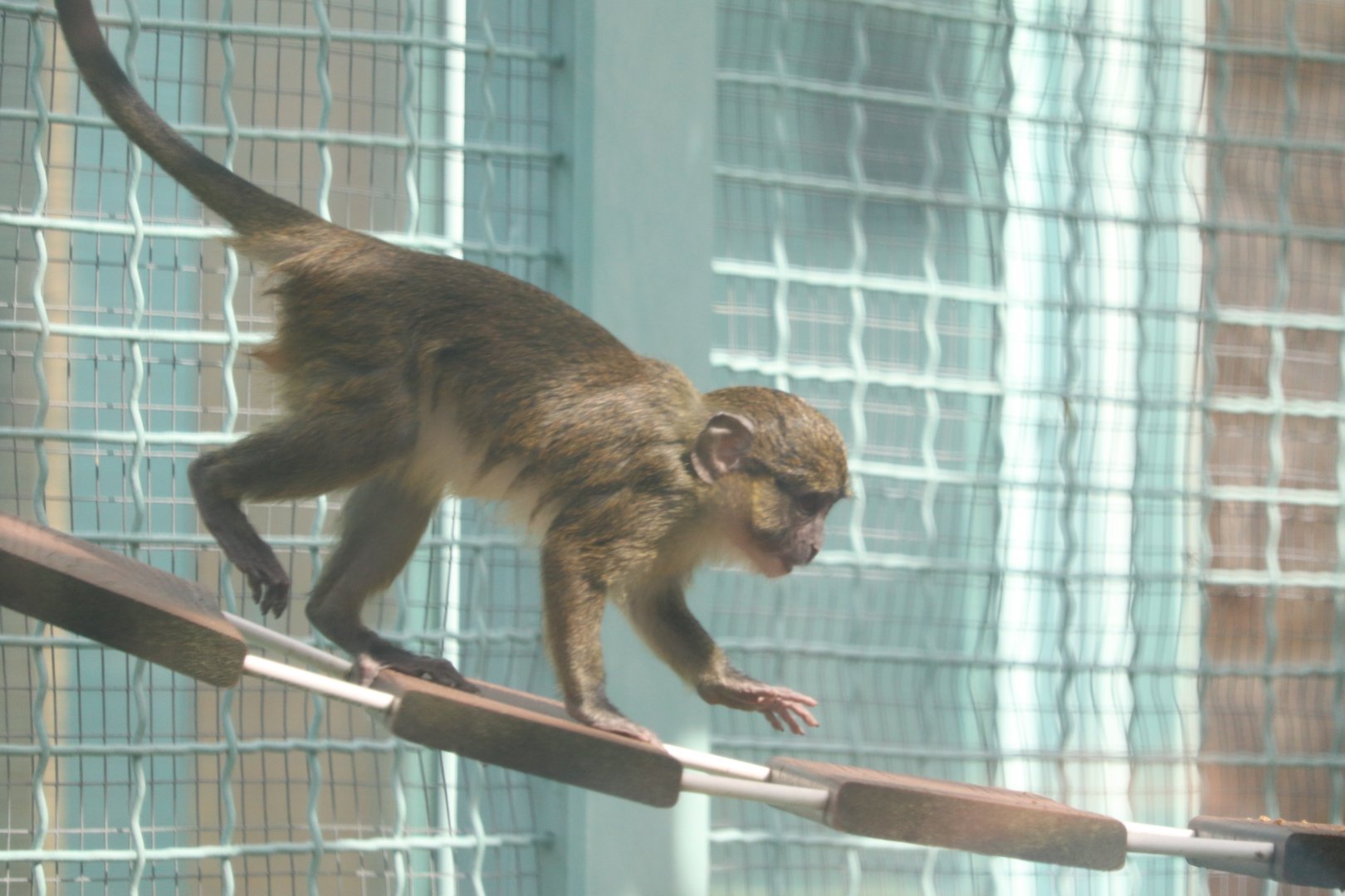 Think Tank - Allen's Swamp Monkey - Edgar