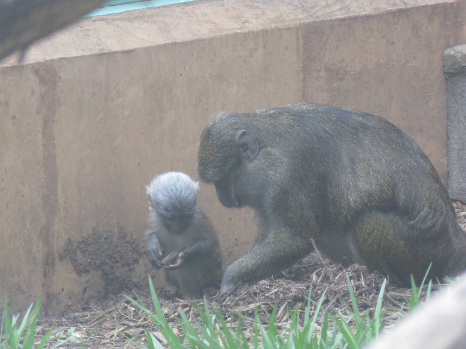 Think Tank - Allens Swamp Monkey - Layla - Zawadi