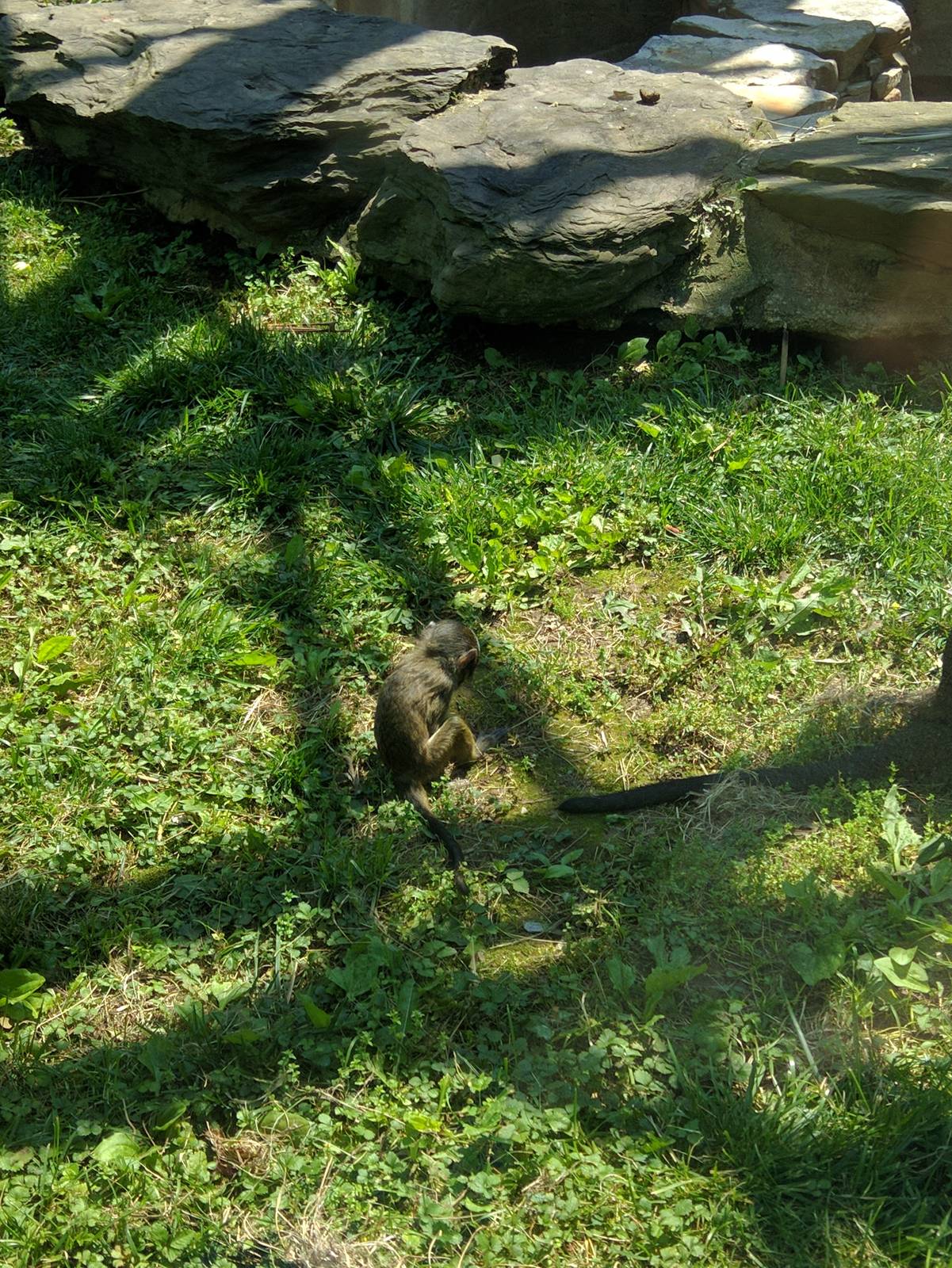 Think Tank - Allens Swamp Monkey - Zawadi