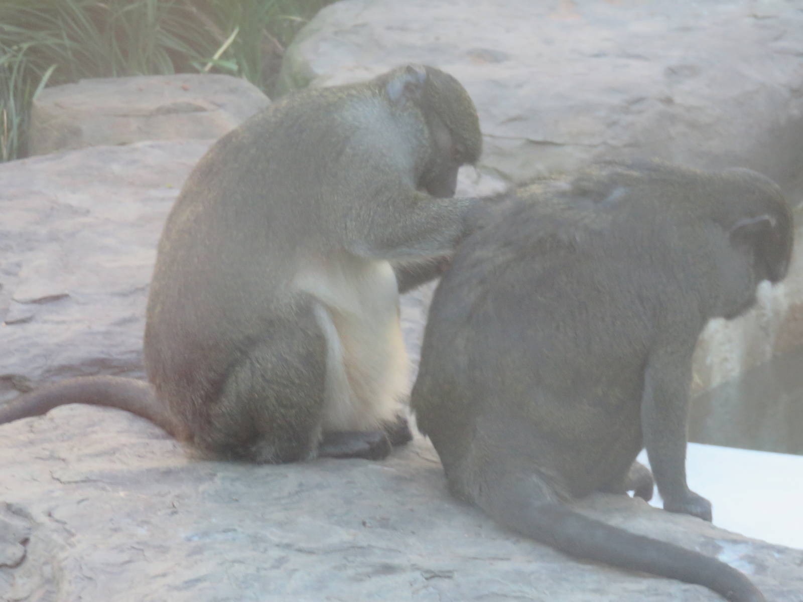 Think Tank - Allens Swamp Monkey