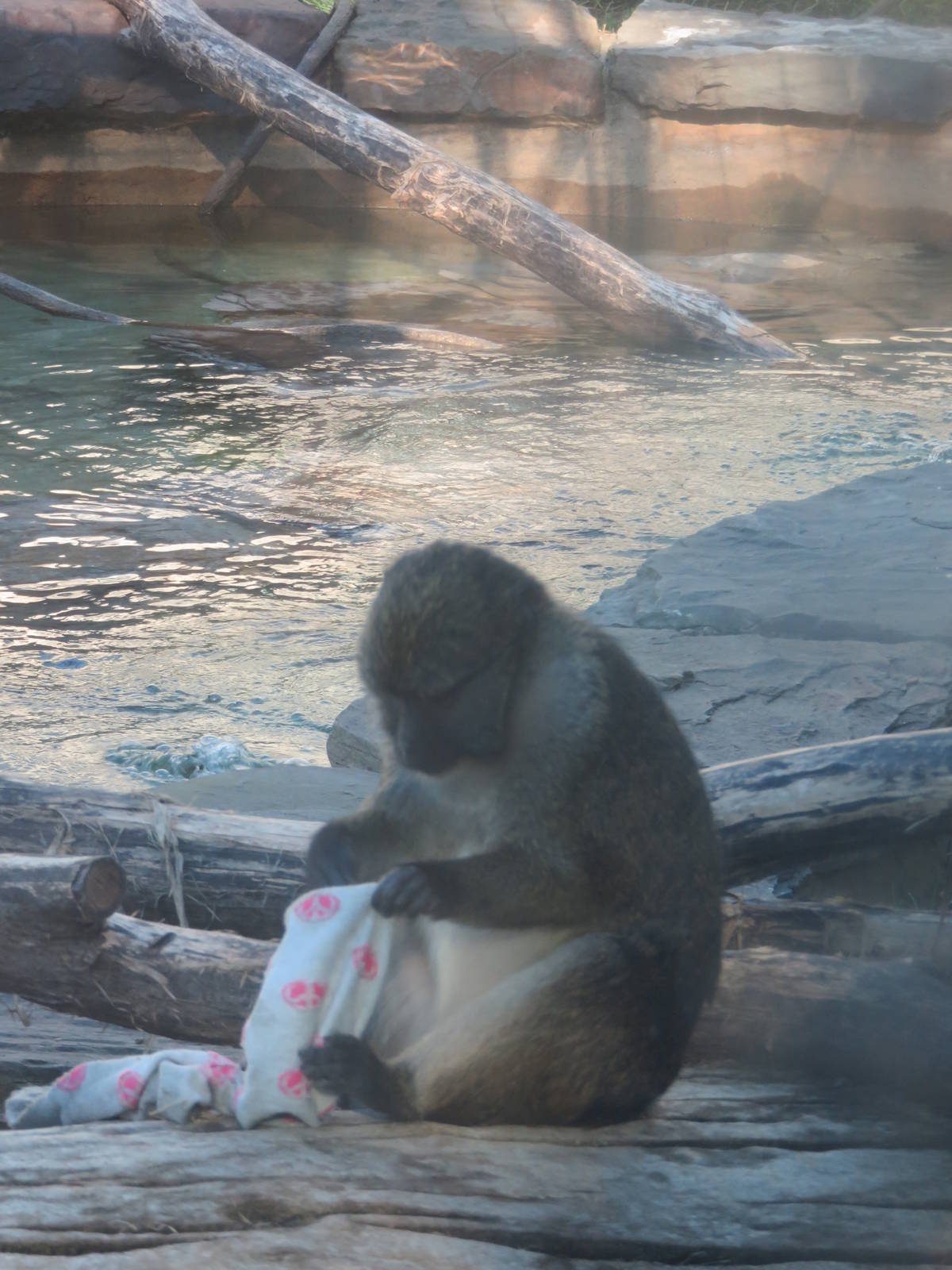 Think Tank - Allens Swamp Monkey