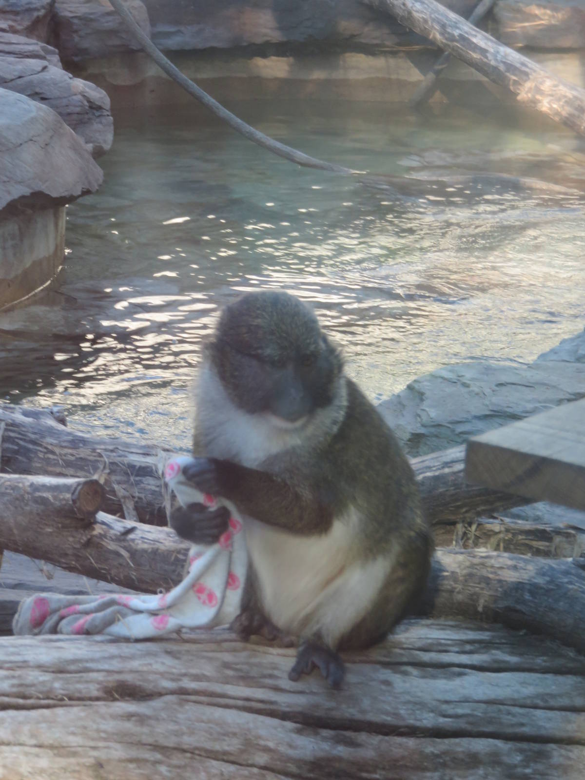 Think Tank - Allens Swamp Monkey