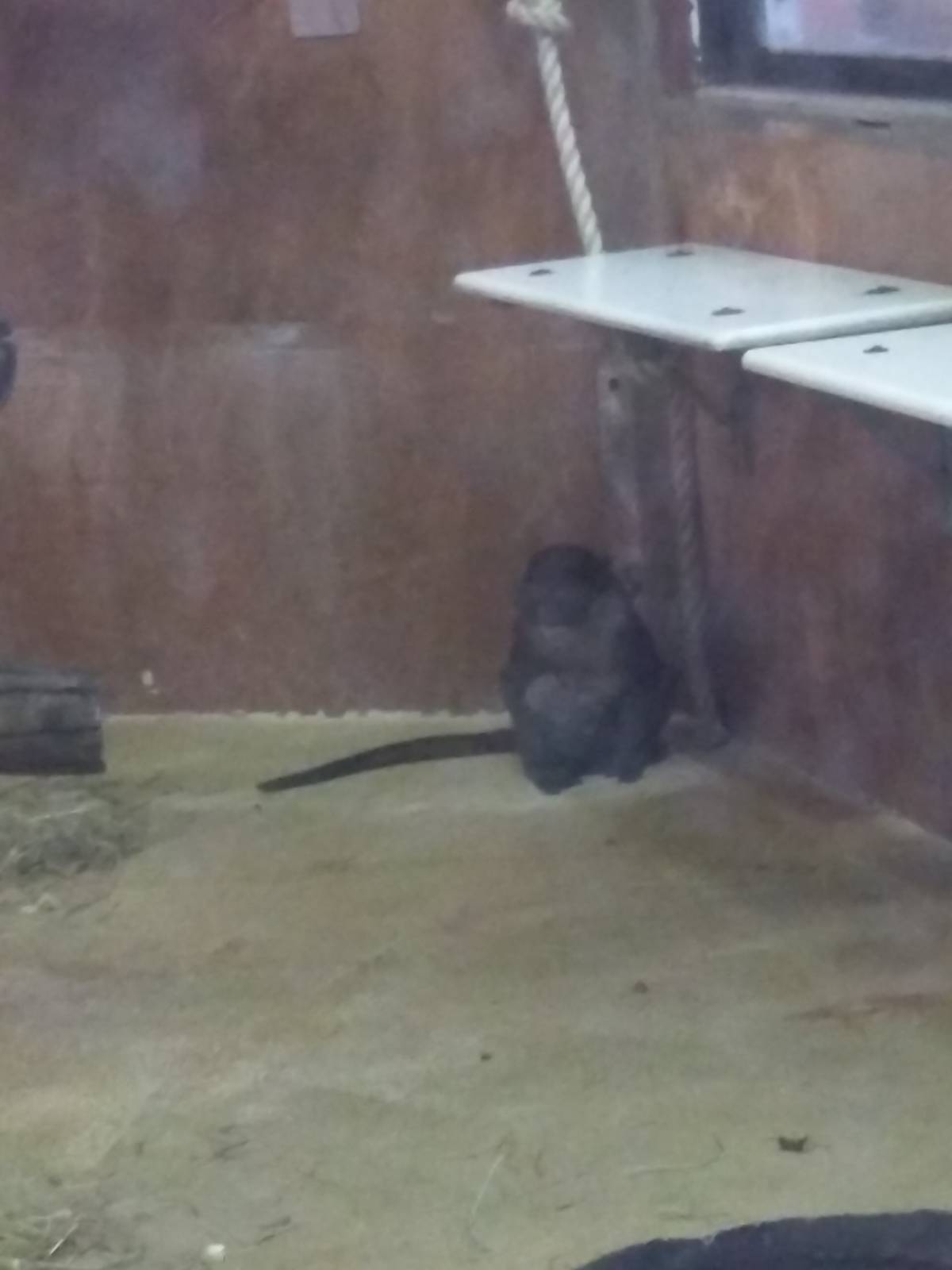 Think Tank - Allens Swamp Monkey