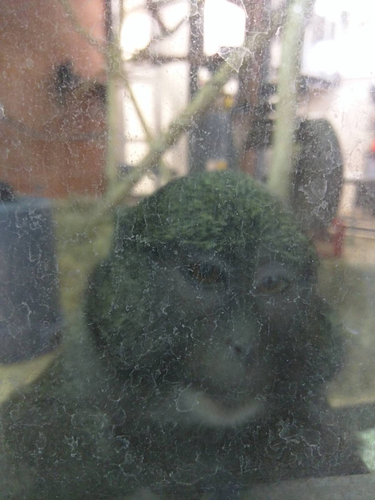 Think Tank - Allens Swamp Monkey