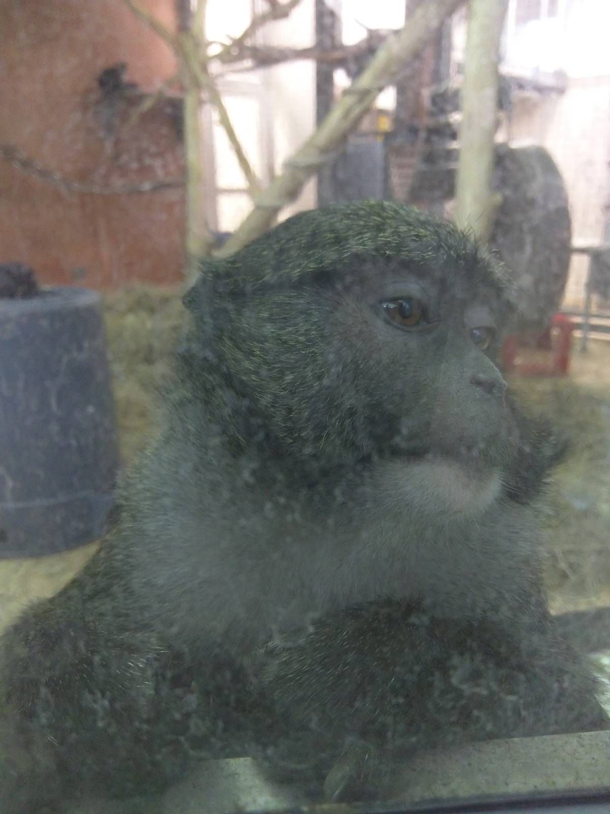 Think Tank - Allens Swamp Monkey