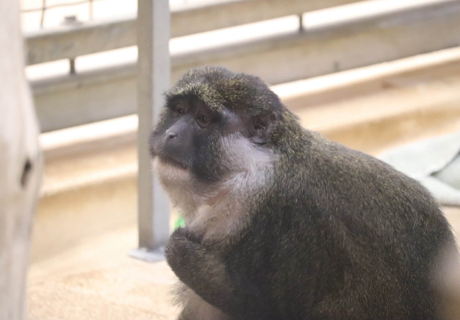 Think Tank - Allen's Swamp Monkey