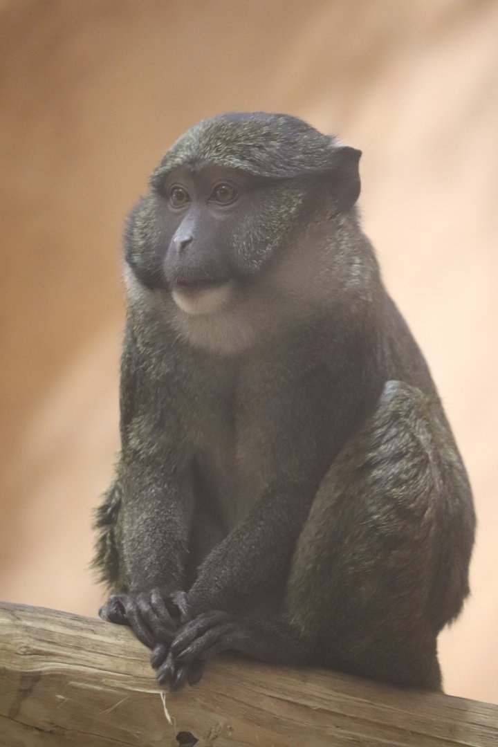 Think Tank - Allen's Swamp Monkey