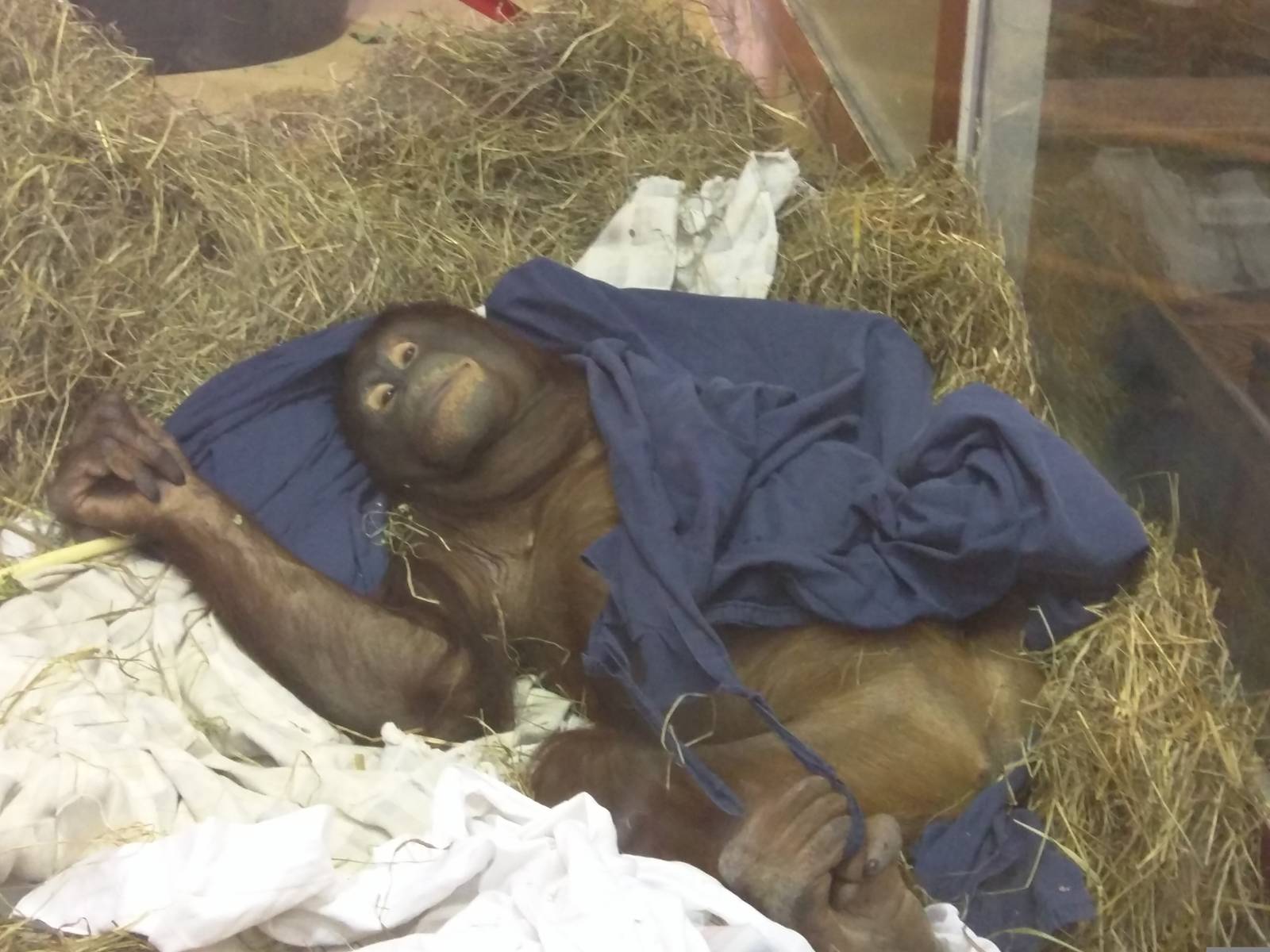 Think Tank - Bornean Orangutan - Batang