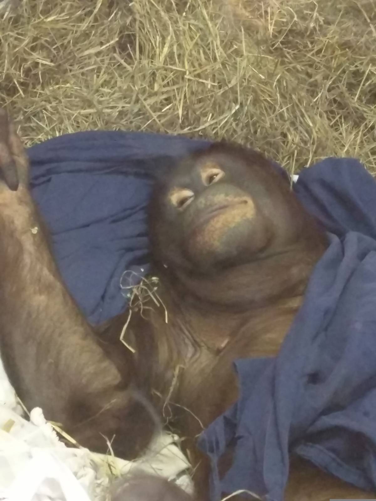 Think Tank - Bornean Orangutan - Batang