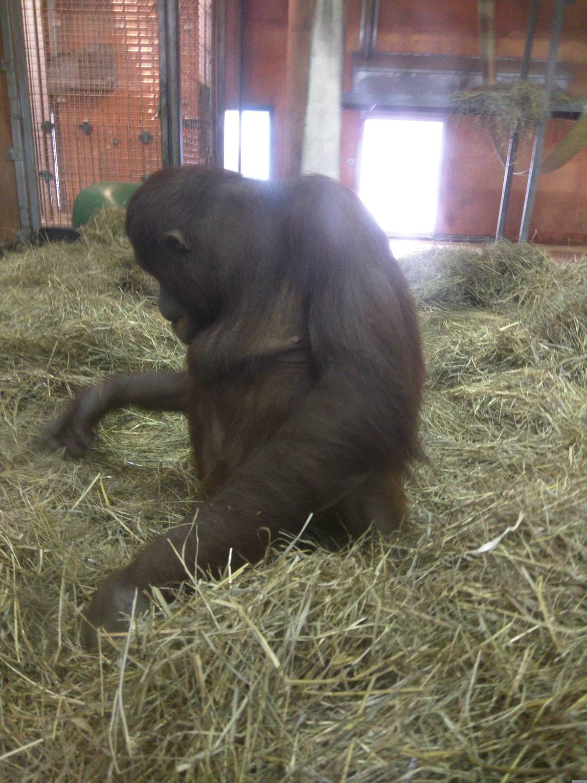 Think Tank - Bornean Orangutan, Happy Birthday Batang!