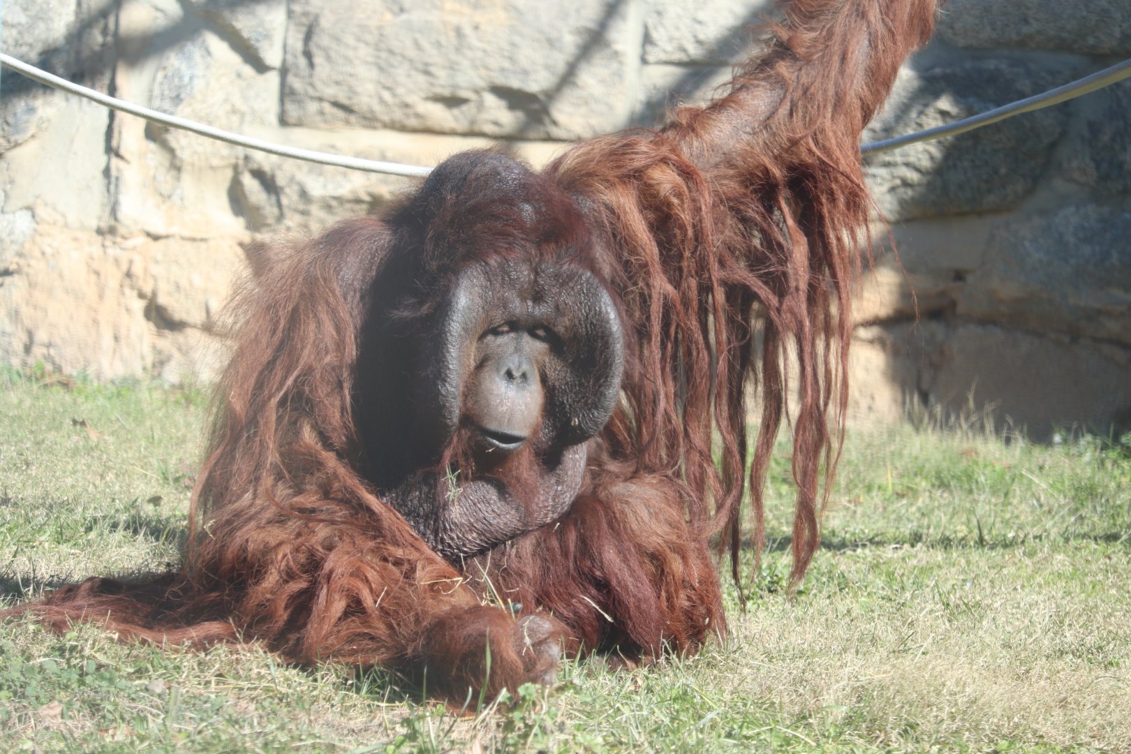 Think Tank - Bornean Orangutan - Kyle