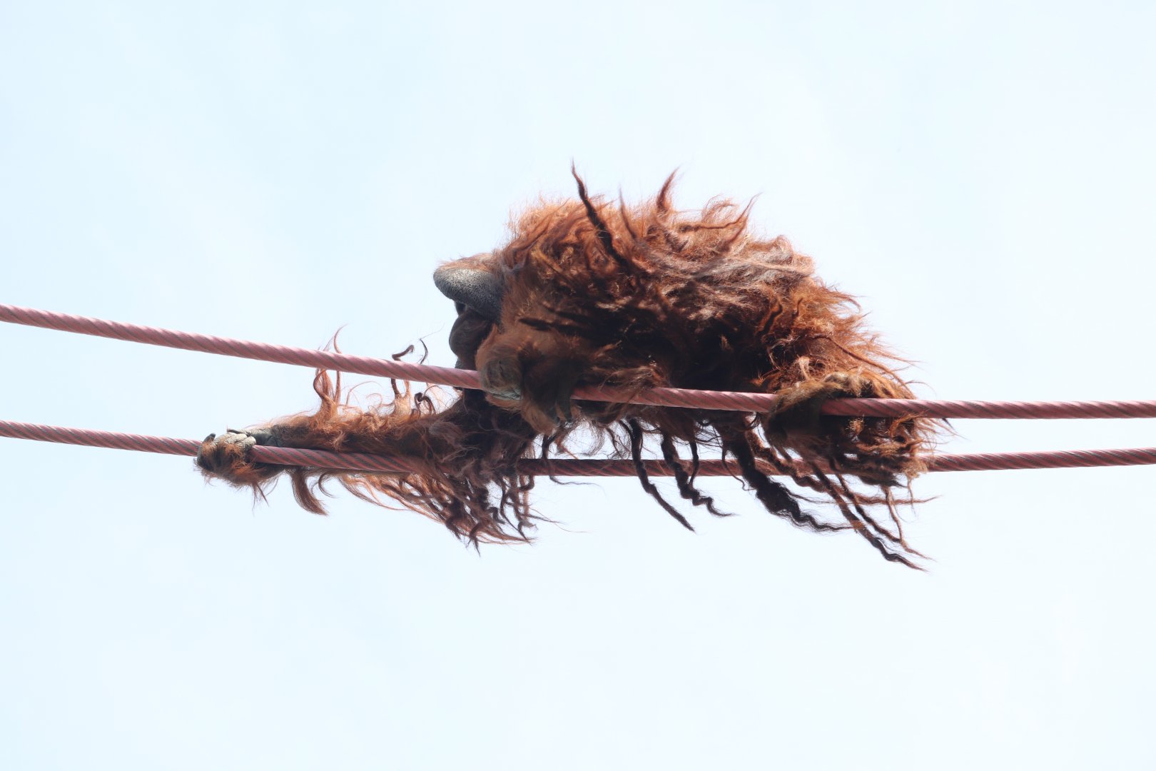 Think Tank - Bornean Orangutan - Kyle