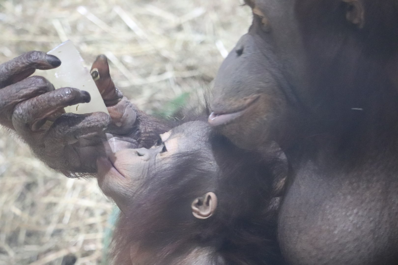 Think Tank - Bornean Orangutan - Redd - Batang
