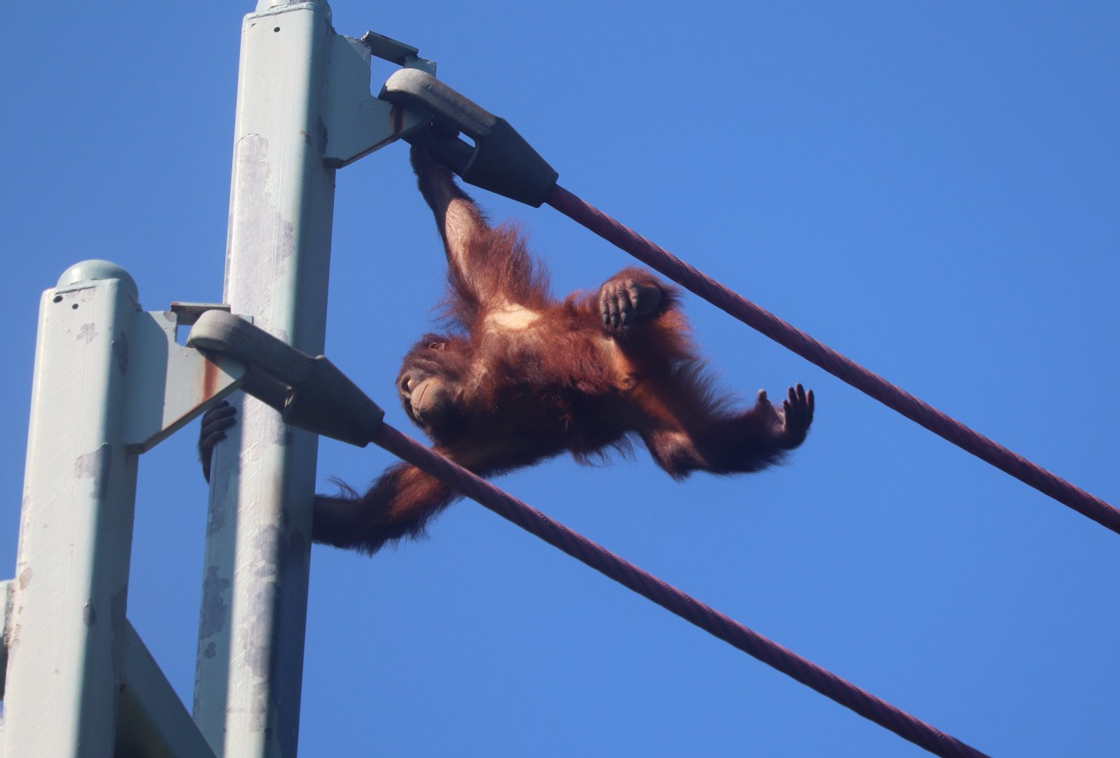 Think Tank - Bornean orangutan - Redd travelling the O-line