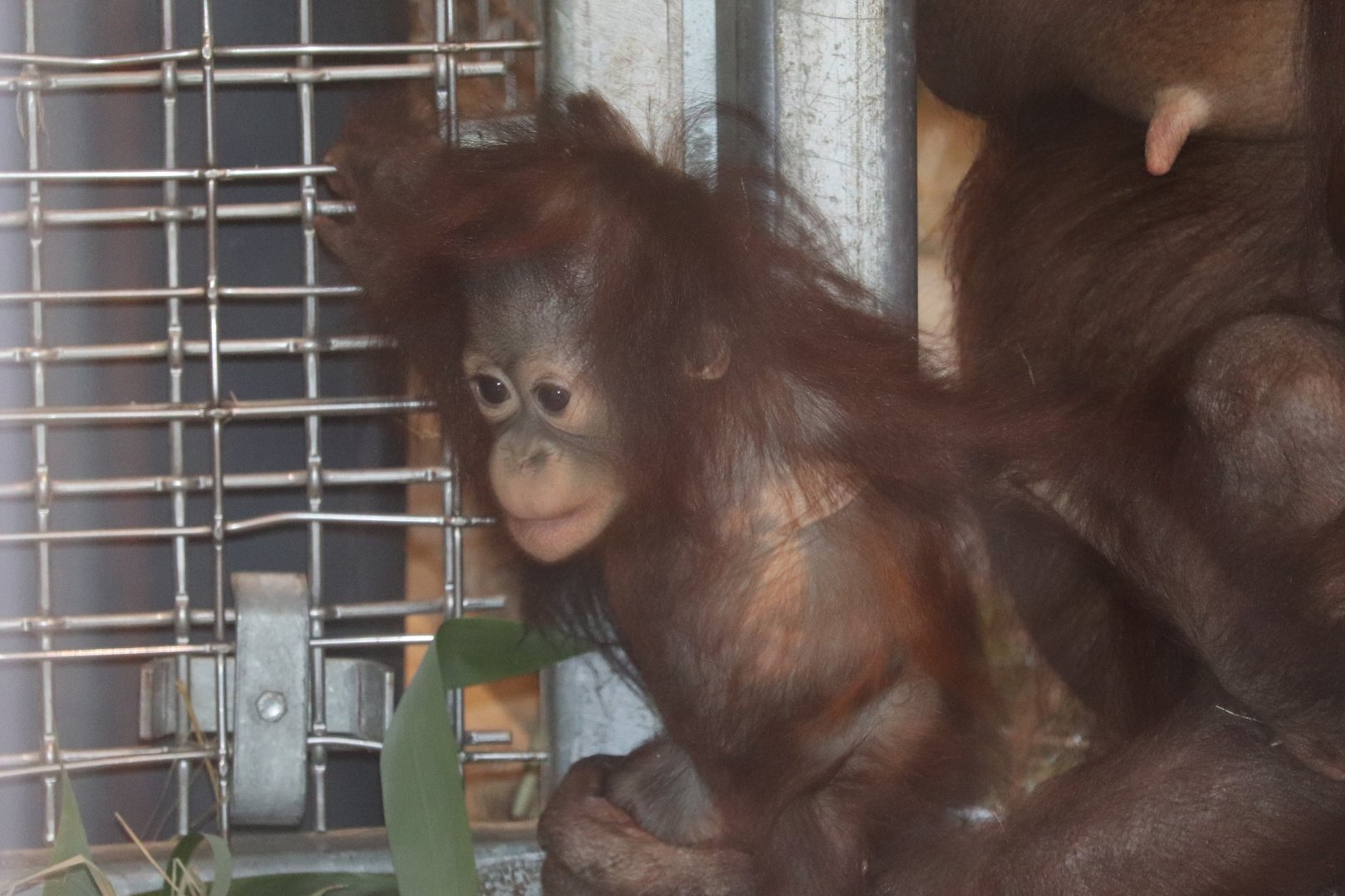 Think Tank - Bornean Orangutan - Redd